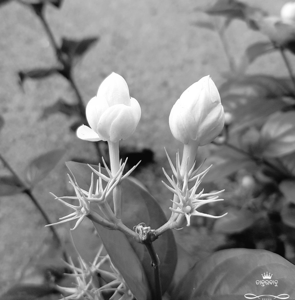 drgynaec's tweet image. ତଥାପି ବଞ୍ଚିଛି
ଫୁଟିବା ଶିଖୁଛି
#CycloneFaniAftermath #CycloneFani