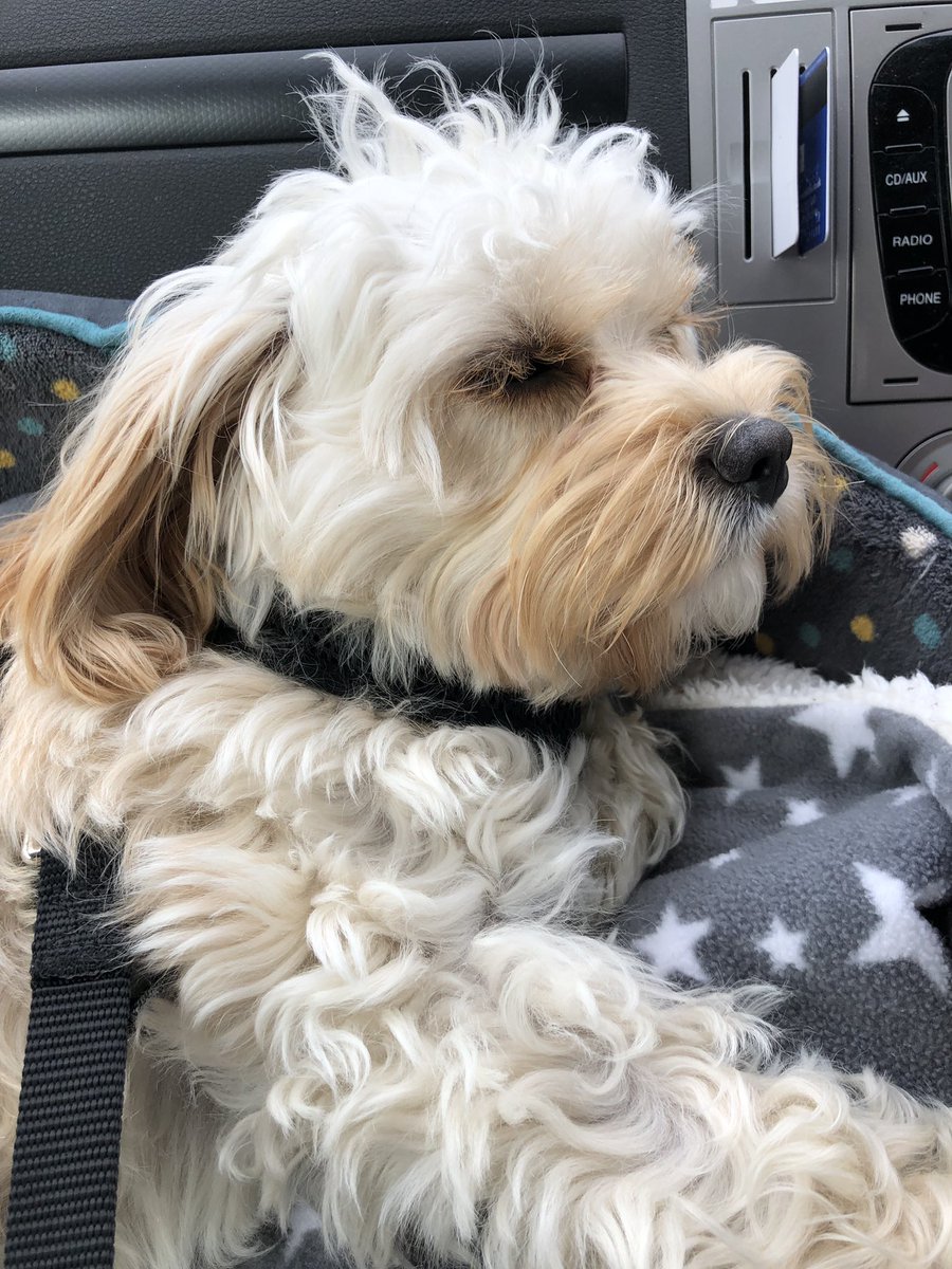 RacemeadowDog's tweet photo. All that sea air made Molly sleepy. On her way home ready for school tomorrow. https://t.co/Ckwk4TkLbu
