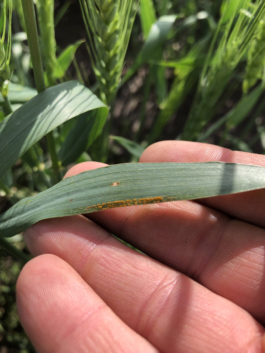 deereconrady's tweet image. Finding stripe rust in Sedgwick County.