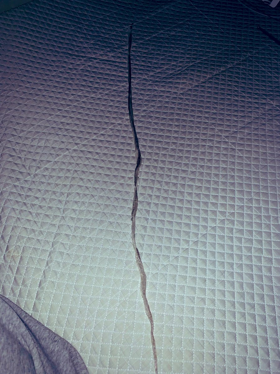 D_Snake_Lizard's tweet photo. 一本脱ぎ終了

少し食べなかった期間があったせいで91cm

メーター超えててほしかったなー…

まぁこの子はこれからよ、脱皮終わったからこれから爆食タイムが始まるはず(笑)

#セントラルパイソン #centralianpython https://t.co/y2trIOQtJG