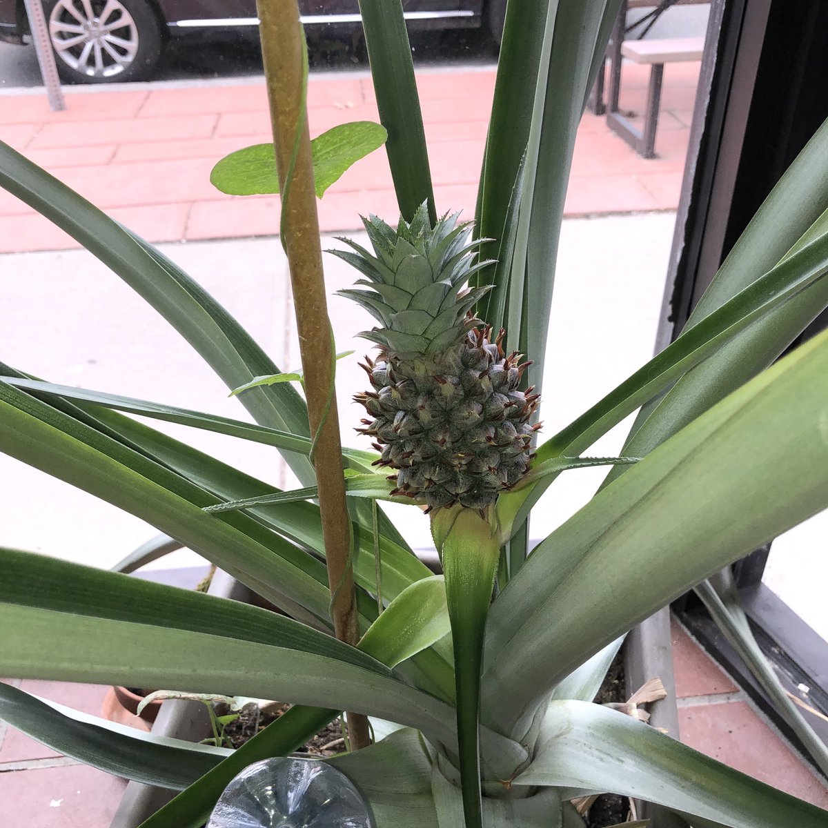 Can’t wait to see this #pineapple fully grown!