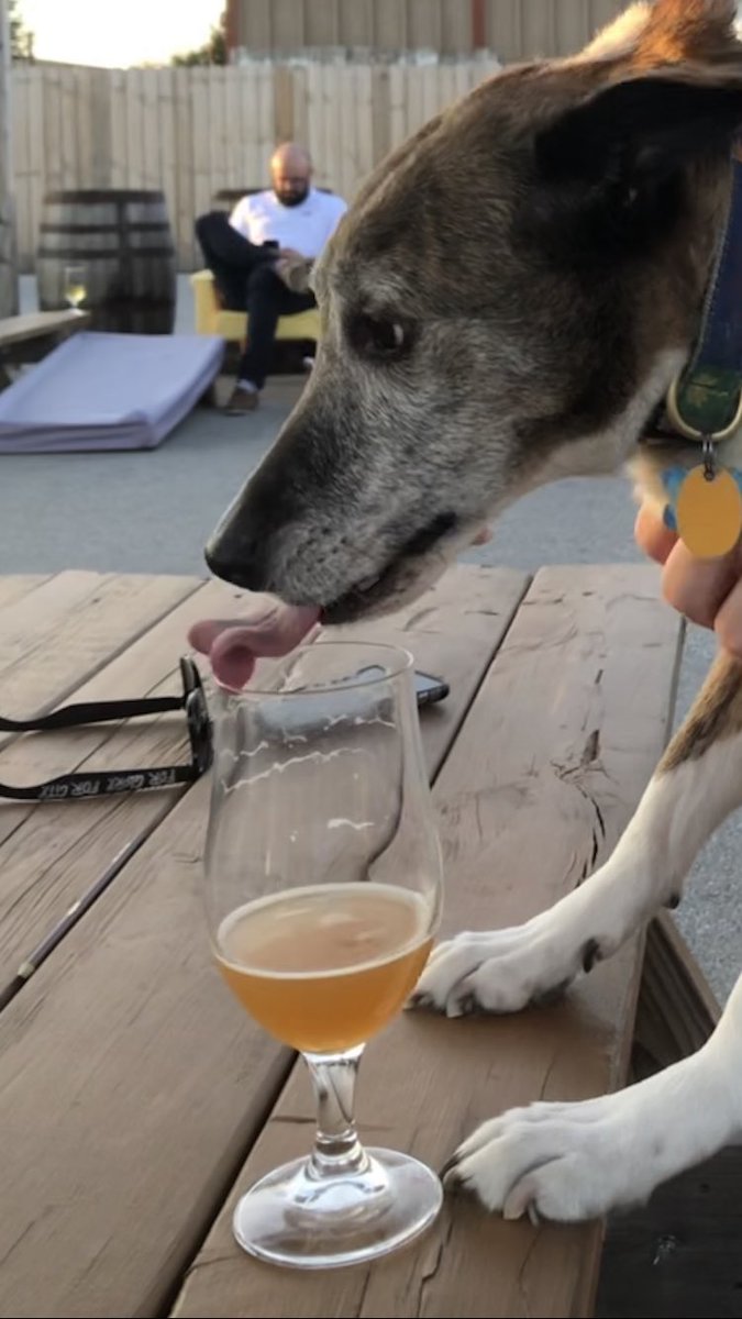 KC_AtoZ's tweet photo. Frank is ready for the @BeerPaws Pup Crawl on 5/19 - how about you? Enter the code KCATOZ at checkout to take $5 off your ticket: https://t.co/M0RabOCEqi https://t.co/BO7LVuAUMm