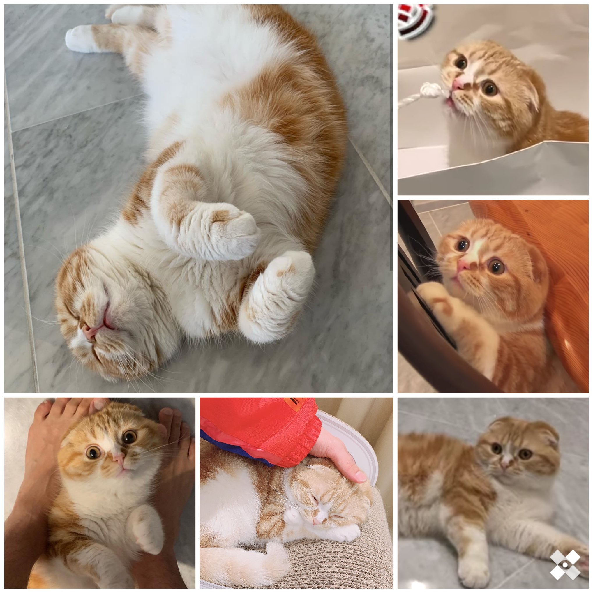 かわいい集合体 Twitter Search Twitter