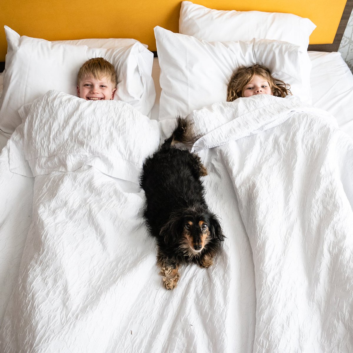 With 95 pet friendly rooms at our <a href="/Home2Suites/">Home2 Suites by Hilton</a> Chicago McCormick Place, we've got a soft place to land for even your four-legged family members!

📷 credit: <a href="/KMEPhotography/">Kirsten Eitreim</a> 🐶 model: #misslilyloo