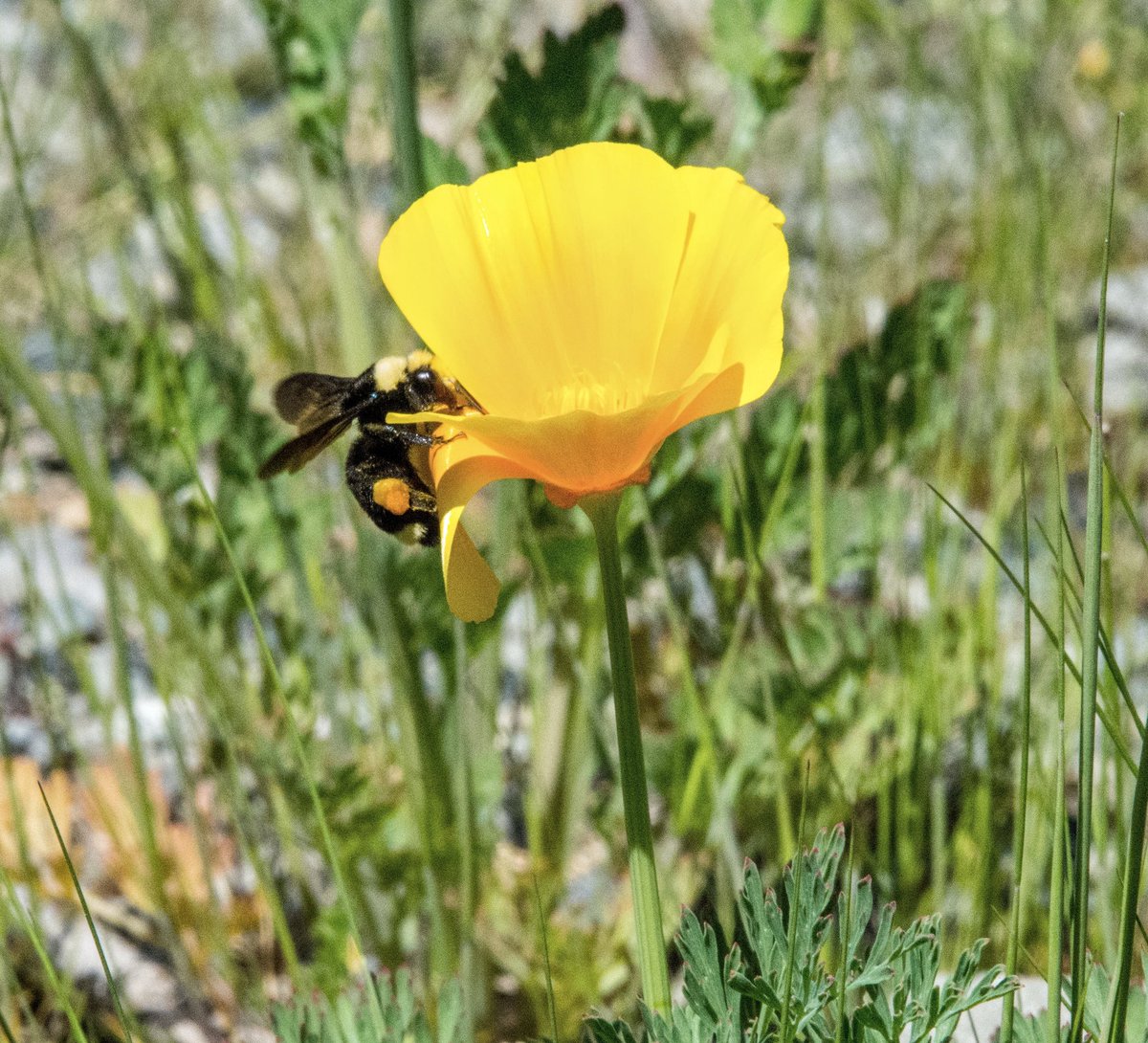 Icelandic poppies at Nanaimo Ferry Terminal.