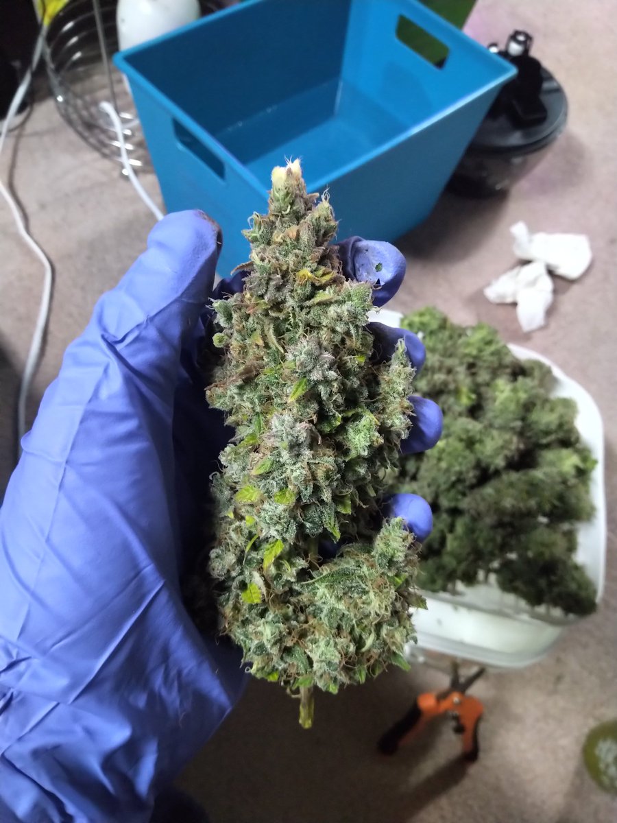 TempleGrower's tweet image. Ohhh baby...😍😋. From germ'd seed into soil to harvest = 91 days. Nothing but a Mars Hydro II 1600, 2.5 gal of supersoil, and some high quality H20. #growyourown #cannabis #stickyicky #mysteryautos #sensimilla