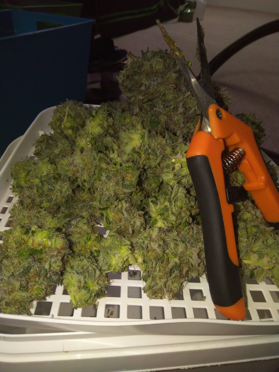 TempleGrower's tweet image. Ohhh baby...😍😋. From germ'd seed into soil to harvest = 91 days. Nothing but a Mars Hydro II 1600, 2.5 gal of supersoil, and some high quality H20. #growyourown #cannabis #stickyicky #mysteryautos #sensimilla