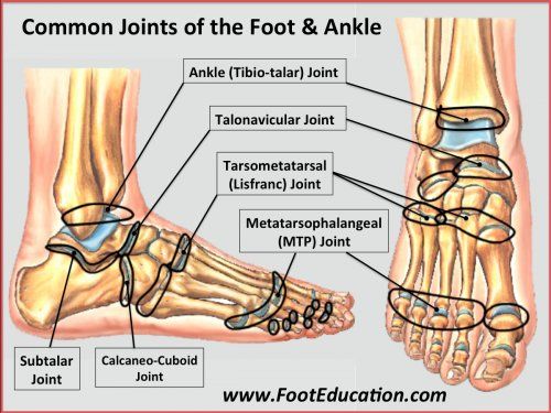 Common Joints of the Foot and Ankle Overview buff.ly/2Y4iq57