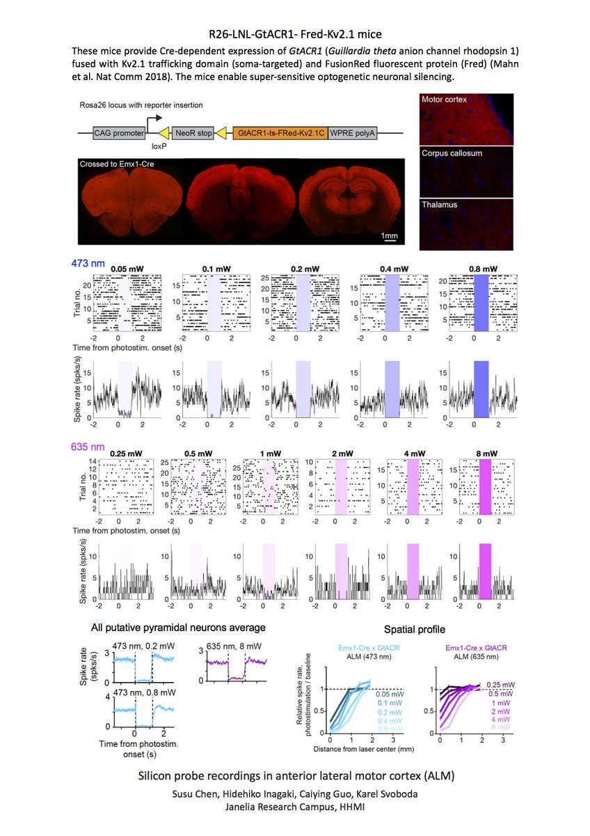 svoboda314's tweet photo. Some data for  reporter mouse expressing GtACR1 for supersensitive neuronal silencing (https://t.co/g6lf4Mg7Be ). https://t.co/ToqvSqdTAM