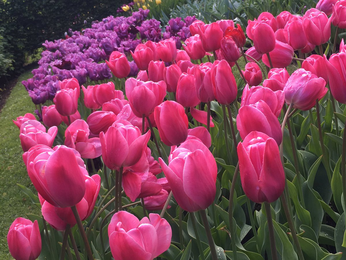 Tulip in Keukenhof #tulips #keukenhof #holland #netherland