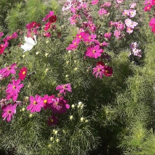 AteliersMoody's tweet photo. 🌸 Hey #Infiniters ! "Les fleurs éclosent, tandis que mon cœur explose." — AngelByBlood sur notre réseau social d'#écriture et de jeux de rôle textuels ➡ https://t.co/B8YIl9vjq1
Le #soleil du #printemps vous manque-t-il aussi ? 🌻
#lundimotivation #weareinfiniters #infiniterpg https://t.co/t8YLmlTBYI