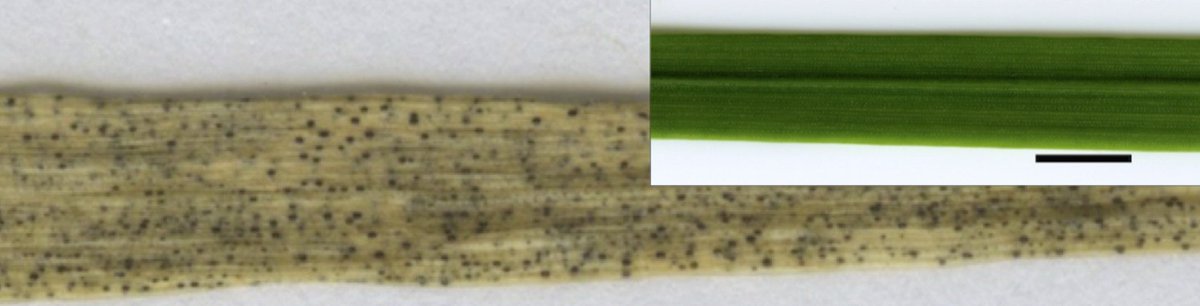 Today we published an article on modelling weather-dependent #STB disease risk caused by #Zymoseptoria royalsocietypublishing.org/doi/10.1098/rs… <a href="/thomaschaloner/">Dr Thomas Chaloner</a> <a href="/quietscientist/">Helen Fones (Eyles) 🐀</a> <a href="/DanBebber/">Dandara Bebber</a>