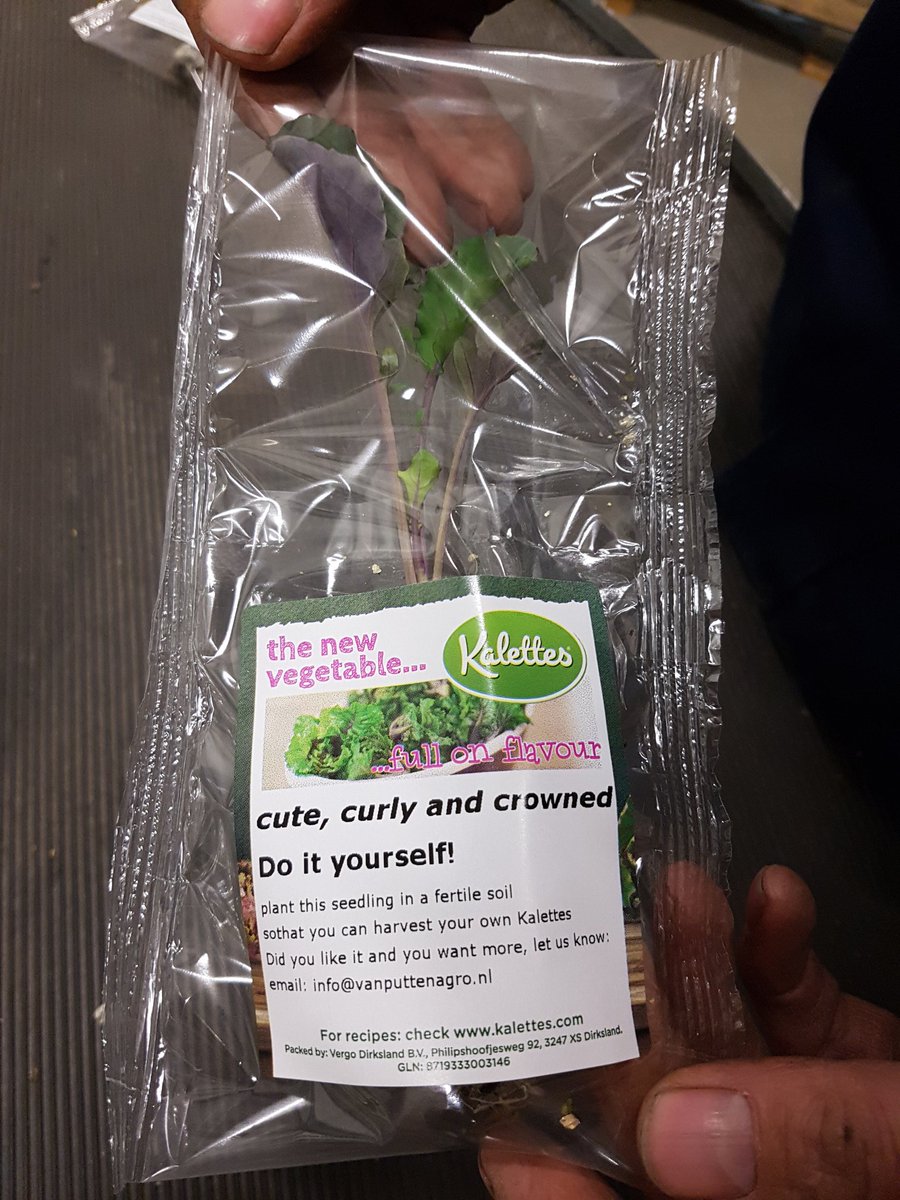 VOFvPutten's tweet image. Winnaar 'product of the year'  van 'were Smart Future award'. Wat een mooie bevestiging en aanmoediging van een prachtige nieuwe groente! #weresmartfutureaward #weresmartworld #Kalettes #vegetable #green