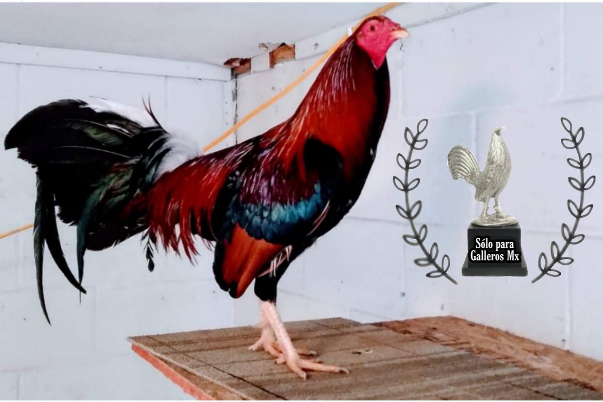 SoloParaGallero's tweet photo. Kelso
#SoloParaGallerosMx
#Kelso #Gallos #Leiper #Grey #Hatch #BrownRed #Albany #Sweater #Galleros #GallosGiro #GallosDePelea #GallosFinos #Gamefowl #GameflowBuddys
#FelizLunes #Poderoso https://t.co/hA4COGHttO
