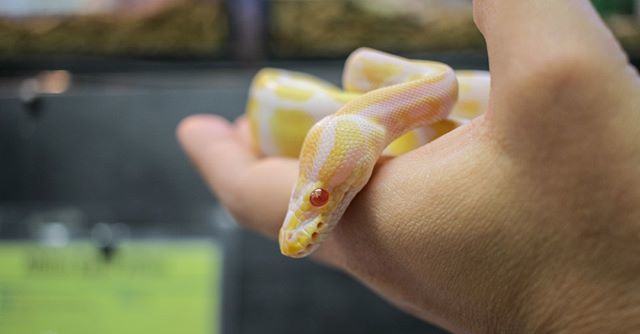 thatpetplace's tweet image. Albino ball python 🐍
Are you fan of albino snakes? Or prefer the darker hued variety? .
.
#albinoballpython #ballpython #ballpythons #albinoreptile #albinoanimals #pythons #snakes #snake #snakesofinstagram #pythonsofinstagram #pythons #reptileroom #… bit.ly/3027QgE