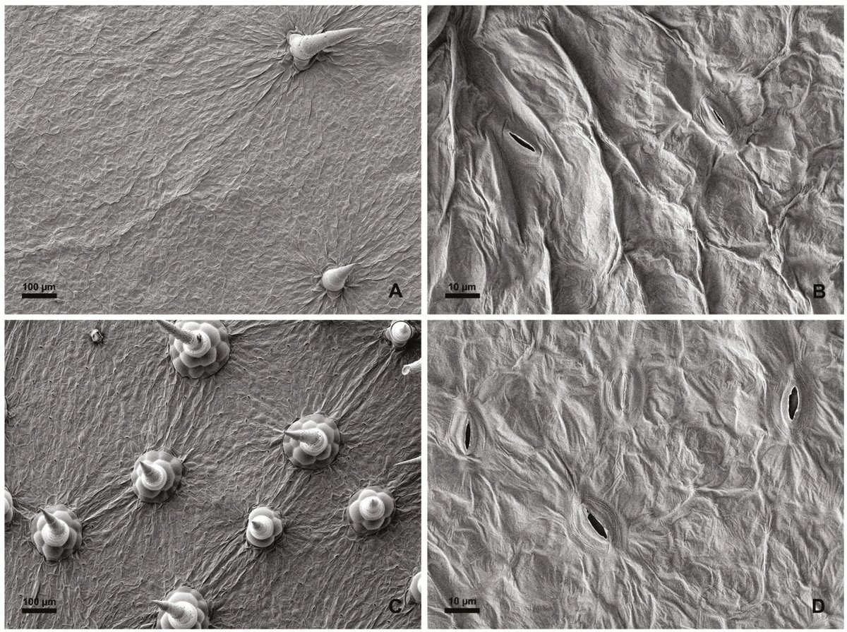 Scientists uncover waxy material that helps date palms survive extreme temperatures in the desert: bit.ly/2UVCowY