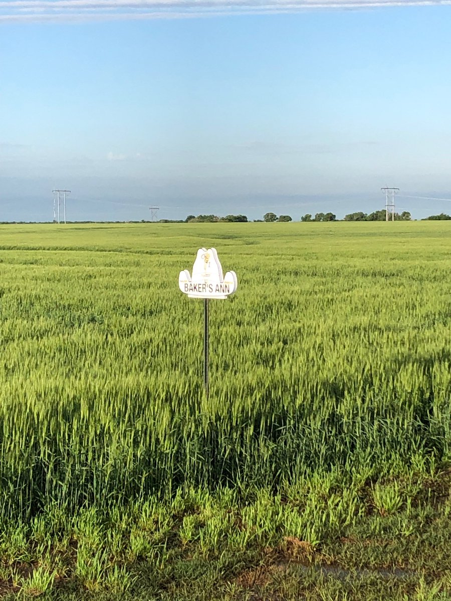 okstate_agVP's tweet photo. Great day to celebrate OSU Wheat Improvement Team and their latest variety release, Bakers Ann, named for First Cowgirl, Ann Hargis @OSUFirstCowgirl . #strength, #stamina, #sophistication https://t.co/VGOIQ1hpsE