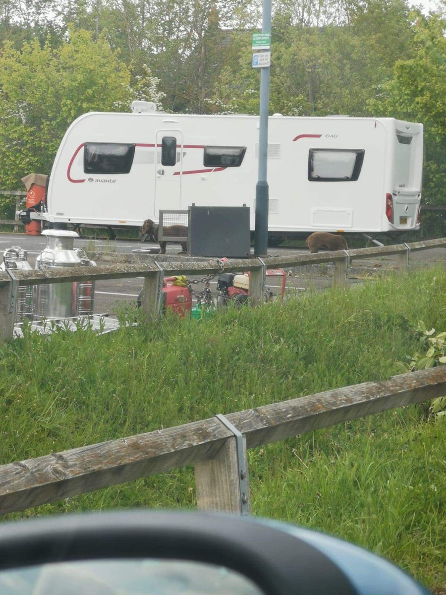 DogsWarwick's tweet photo. #savewarwickdogs impossible to get near these dogs to scan https://t.co/19Q8xn0Mhk