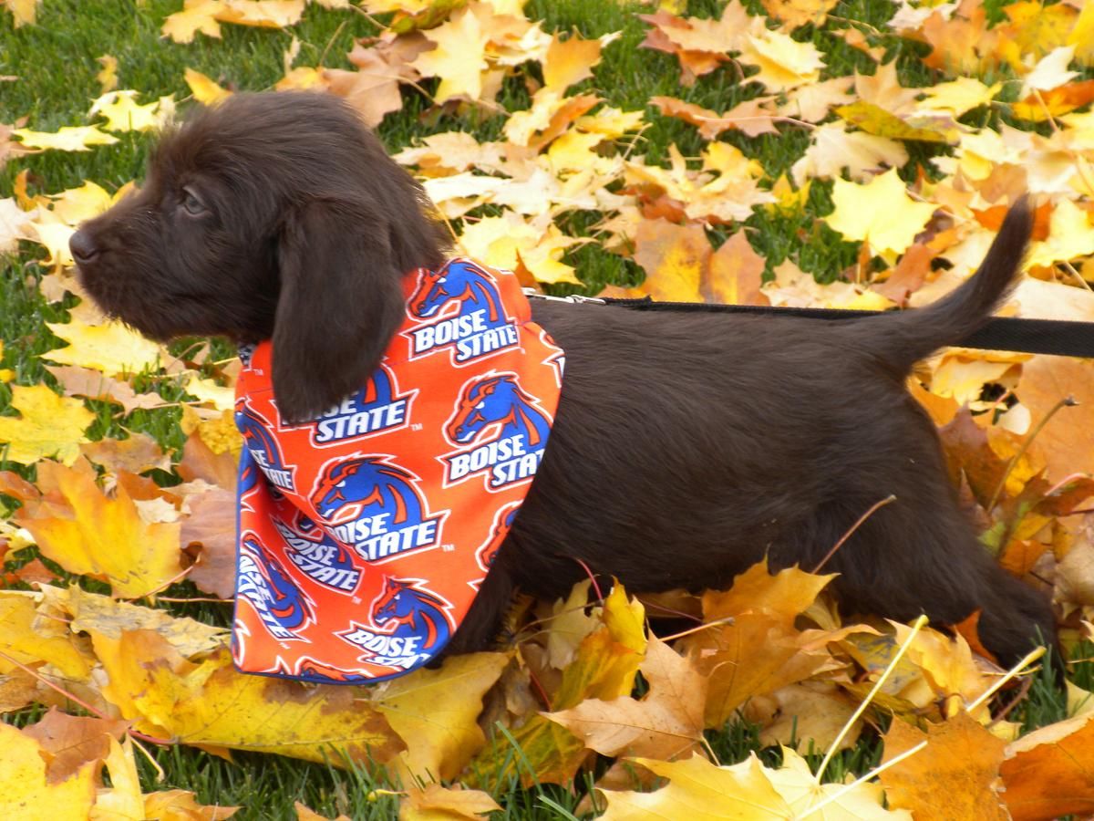 getinvolvedBSU's tweet photo. Do you need some puppy love or a massage to make it through the week? Stop by the Quad from 11 a.m. - 2 p.m. today until Thursday to receive a well deserved break. #getinvolvedbsu https://t.co/X5axTdOAlQ