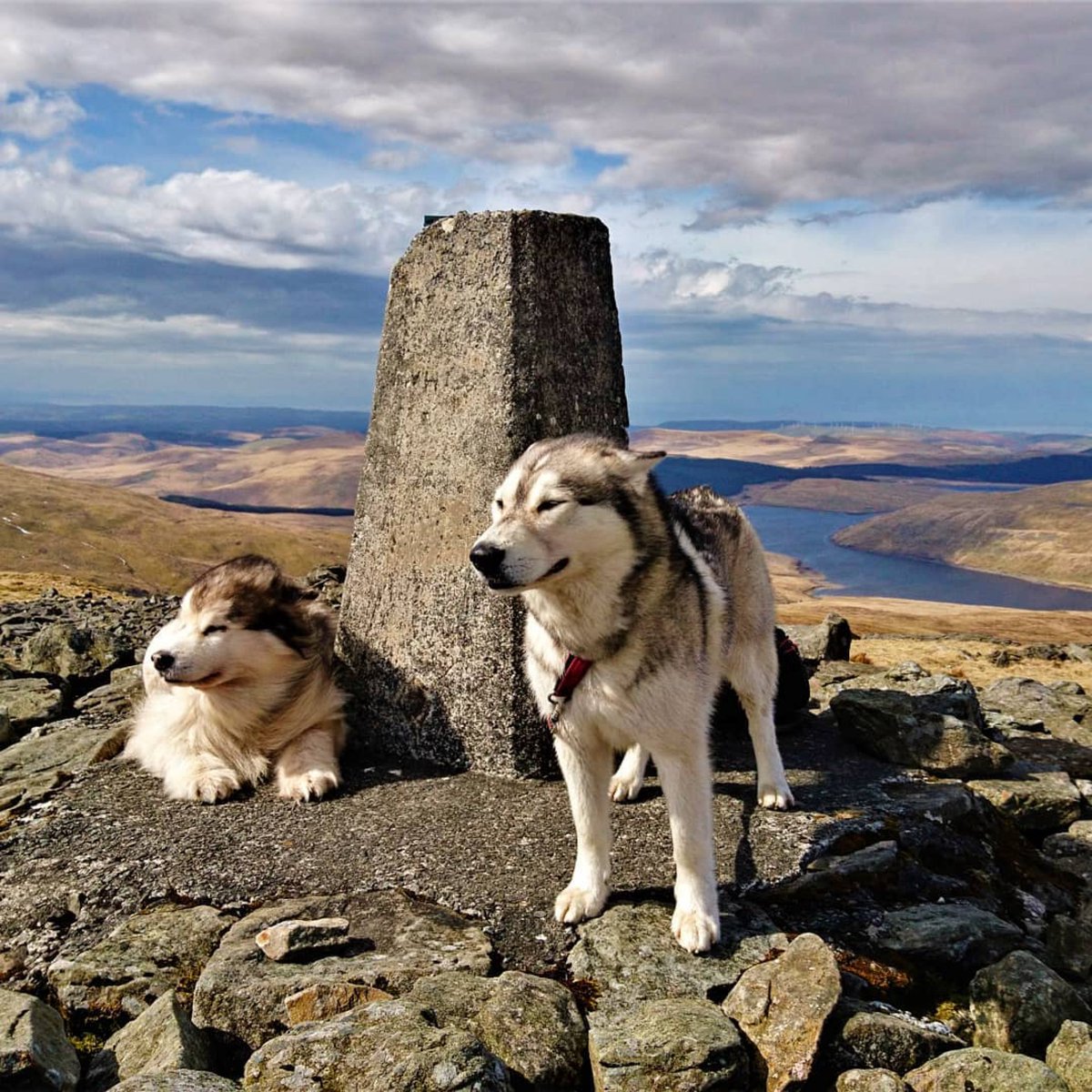 For all the husky lovers! 
⛰ Plynlimon
📸 instagram.com/asher.marley/
#CambrianMountains #VisitWales #FindYourEpic