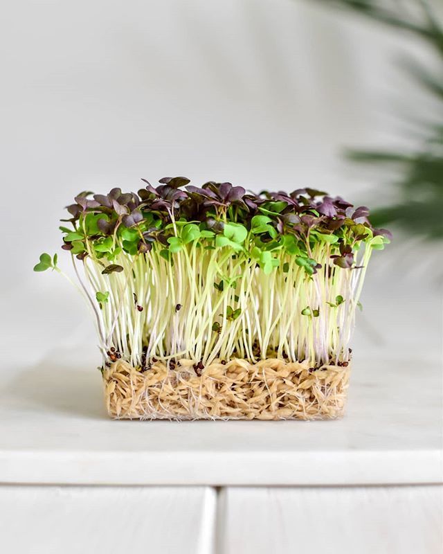 EmagrecerCerto's tweet photo. Microverdes para as próximas receitas! Você já conhece? Esses pontinhos pretos são sementes de mostarda que germinaram, a parte branca com a raiz é um substrato de manta de resíduo de coco. Você pode encontrar as #microverdes em mercados que vendem produ… https://t.co/gSBS3eZ8IE https://t.co/YB9S8QhyrD