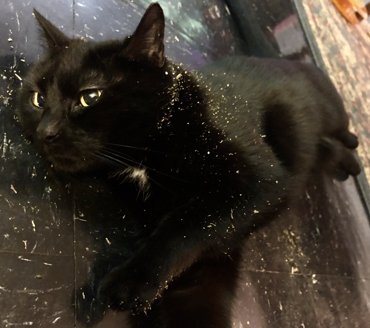 What catnip? I didn’t see any catnip... #StonedKittyCatnip