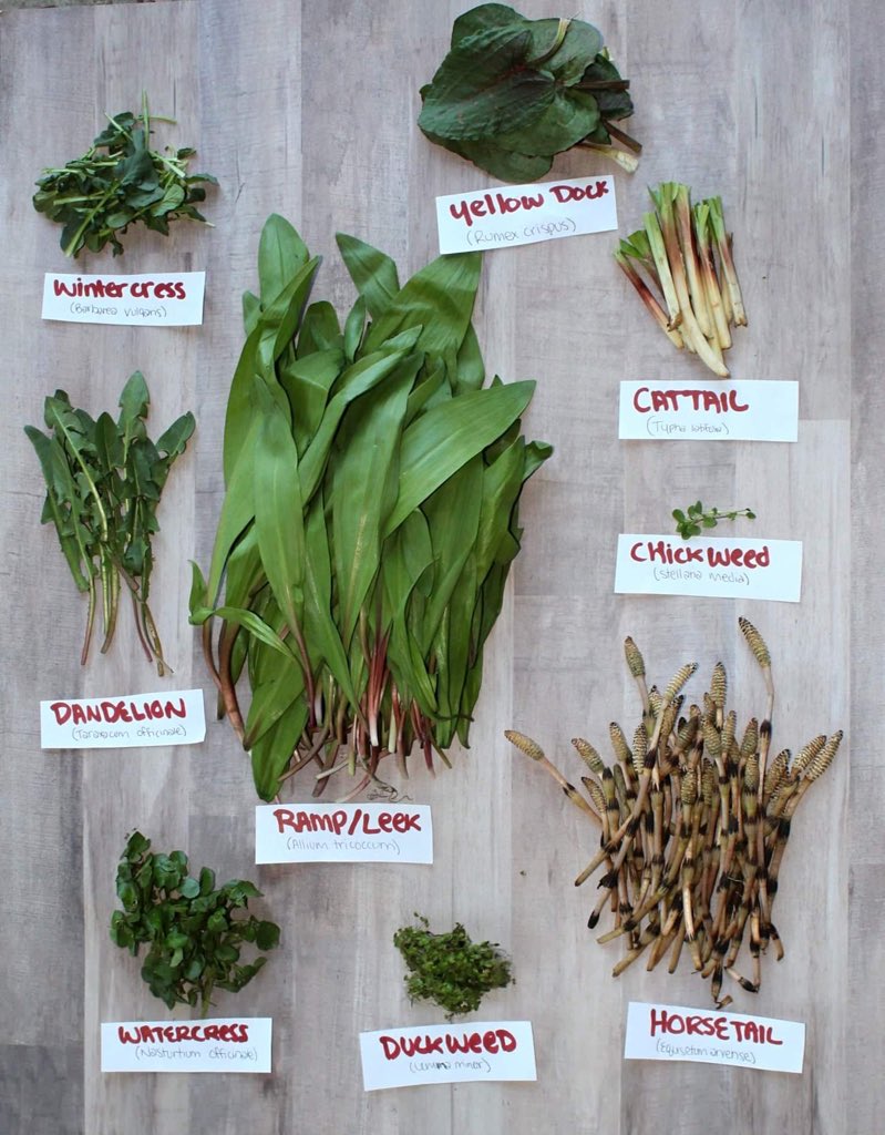 FreeSpiritFolk's tweet photo. Spring Foraging Vibes 🌿🌿
#foraging #hiking #camping #WildNOut #bushcraft #plant #plants #edibles #hikingadventures #hike #wild #foodsecurity #survivalist #survival #eatwildfood https://t.co/rbYYwQxdvv