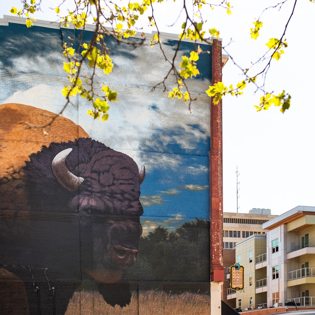 The bison is excited to see spring! 🌷☀️