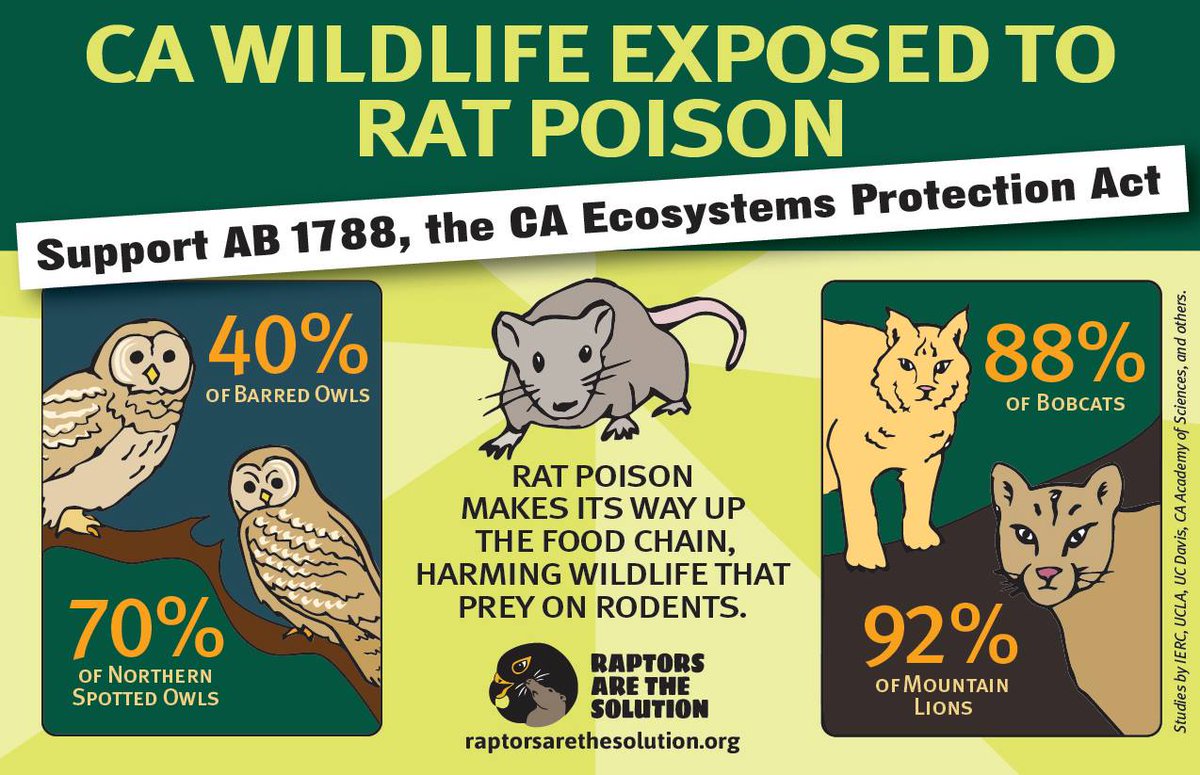 WildFuturesUS's tweet photo. Great post and info-graphic by Raptors Are The Solution. Please share! Help CA rid their ecosystem of these poisons that impact  wildlife. Phone numbers for assembly members are listed so you can have your voice heard and speak up for wildlife. https://t.co/NbZgPVhsqp https://t.co/ksiB2TAzjJ