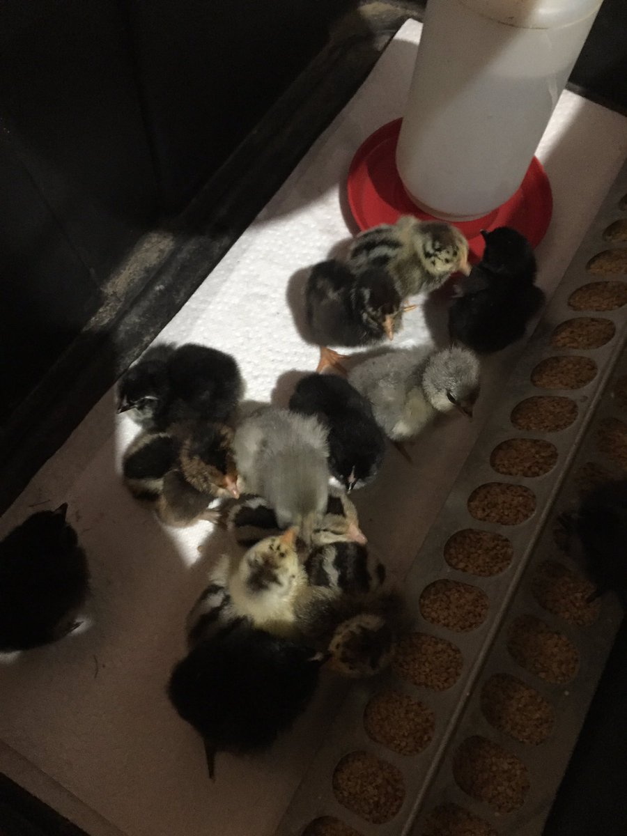 bestbugydrivher's tweet photo. Not bad for my first time 14 out of 24 hatched. #hatch19 https://t.co/GrYjDF1mCI