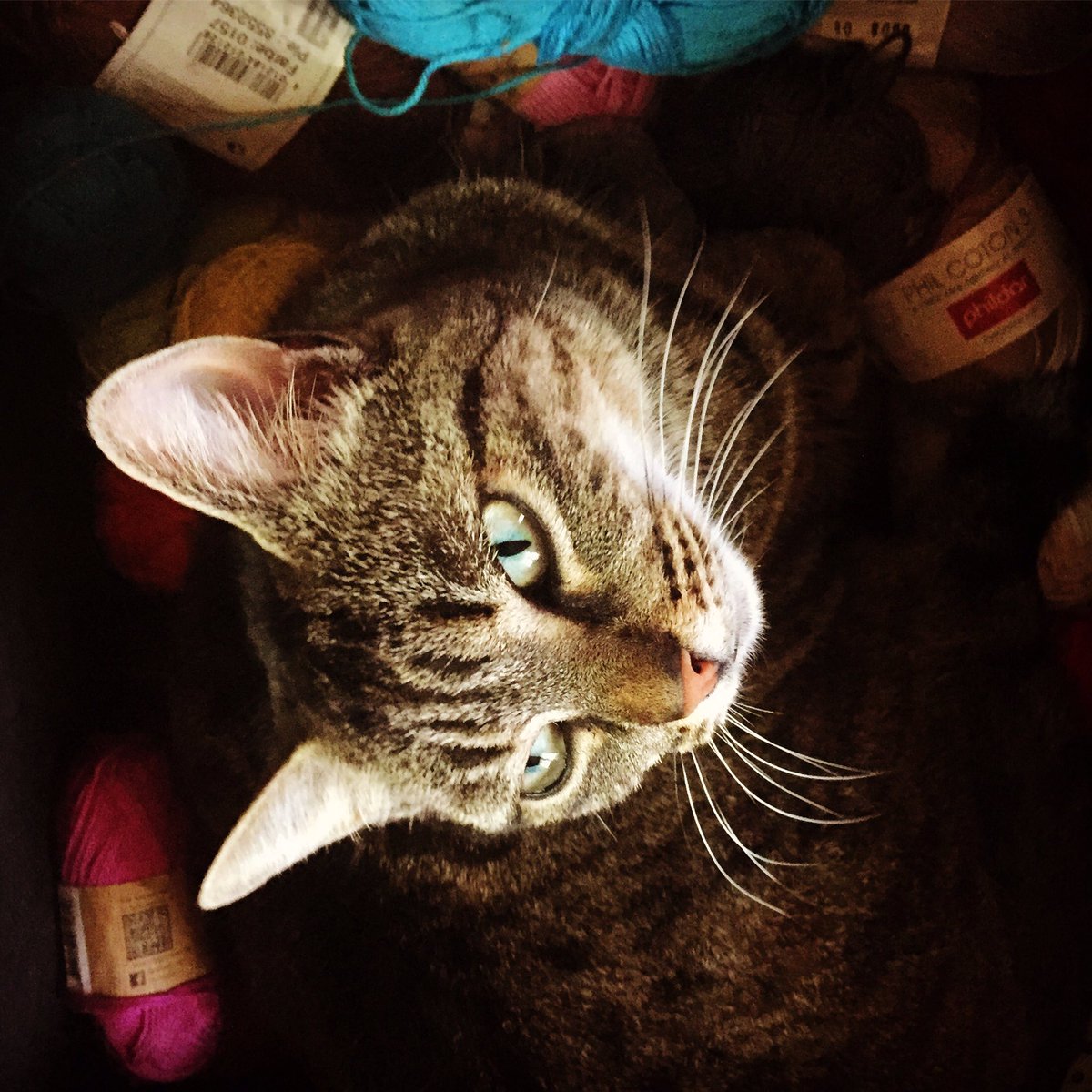 eclecticgipsy's tweet photo. Tomille et le casier interdit #catandyarn https://t.co/eV3glYUn4s