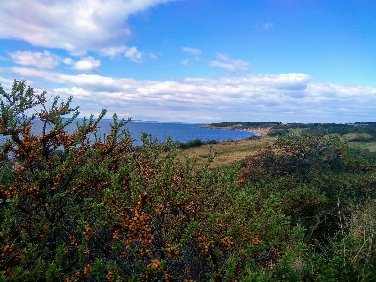 Image of buckthorn and a beach near North Berwick