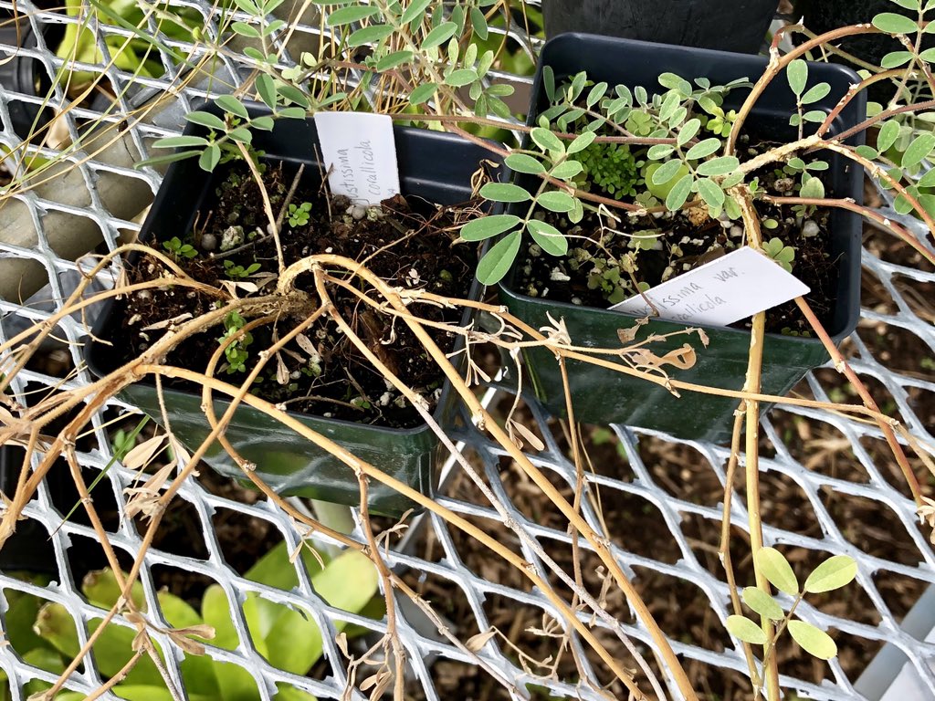 andrewkearns64's tweet photo. Sad day in the @josemartimast #botany shade house. 😳 One of our Tephrosia angustissima died - but we saved ~50 seeds to try to germinate! #MakeLemonadeFromLemons 🍋😂👍🏻🌿#mast1819 #ConnectToProtect @FairchildGarden @JennPossley @bharddawg @STEMDesignation @nbc6 @DCFNPS https://t.co/3Tb5A8w9yl