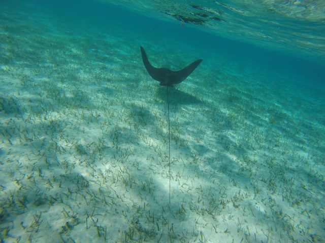 SBMagazine1972's tweet photo. If you visit the southern #Exumas, #AcklinsIsland, #CrookedIsland and #LongCay in particular, you’ll find underexplored version of the familiar aquatic landscape associated with the Exumas to the north.
https://t.co/8NFhGrdV7U https://t.co/KhKqavsJyy