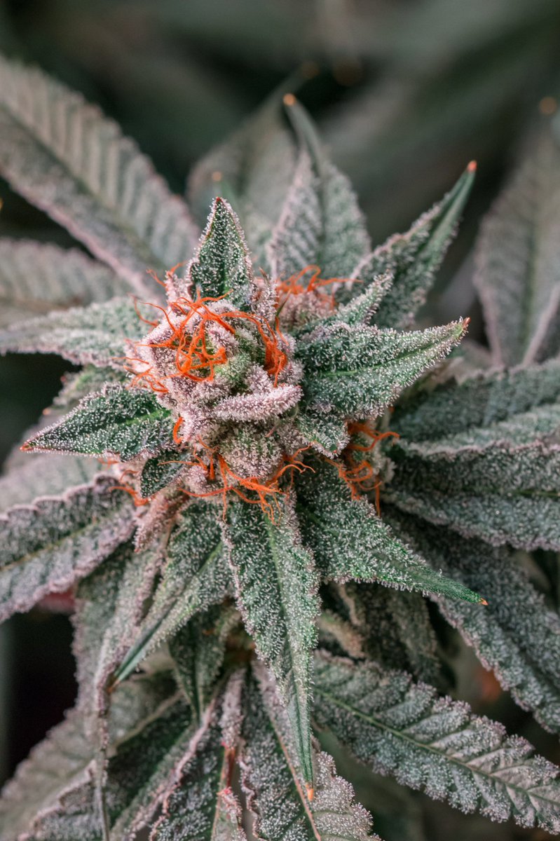 Flower Power🌻if you could have a super power, what would it be?⚡️ #flowerpower #CannabisCommunity #i502 #WhiteTara #indica #hybrid #HarmonyFarms ✌🏼