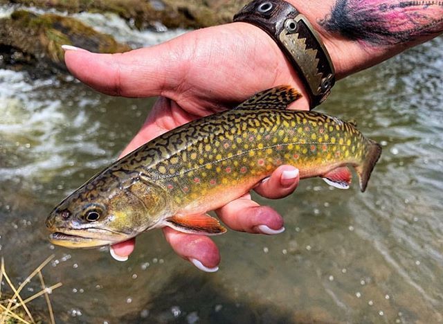 TrueFlySupply's tweet photo. A beautiful little brookie for you this afternoon. 📷 credit @southdakotaflygirl .
.
.
.
.
.
.
.
#brookie 
#brooketrout 
#flyfishinglife 
#flyfishingjunkie 
#flyfish 
#monthlygoodness 
#trout 
#troutfishing 
#trueflysupply https://t.co/qJNulWdygb https://t.co/mEVl99Zw7M