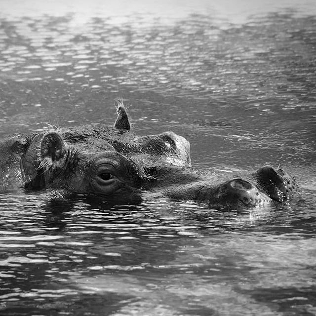 #hippopotamus bit.ly/2JnikBl