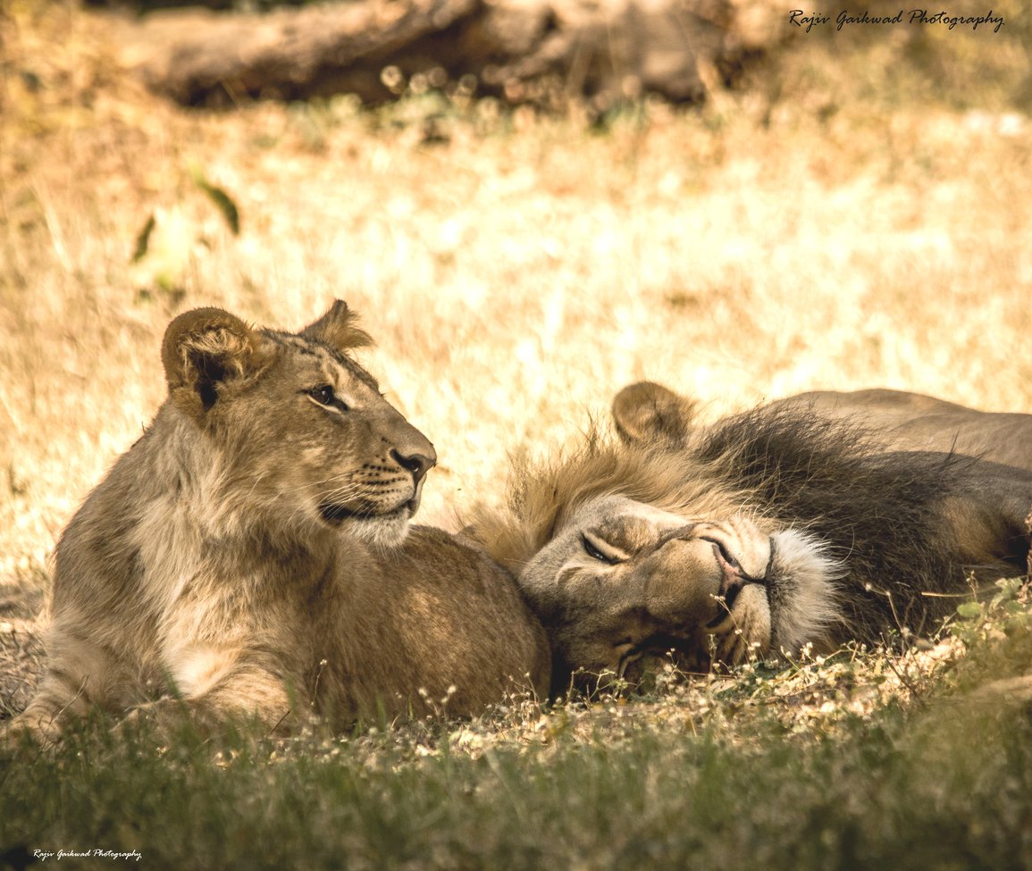 Wildlife_Pic's tweet image. "The Lion Sleeps Tonight!" by Rajiv Gaikwad
bit.ly/2vNabOB
#photooftheday #lions #india
