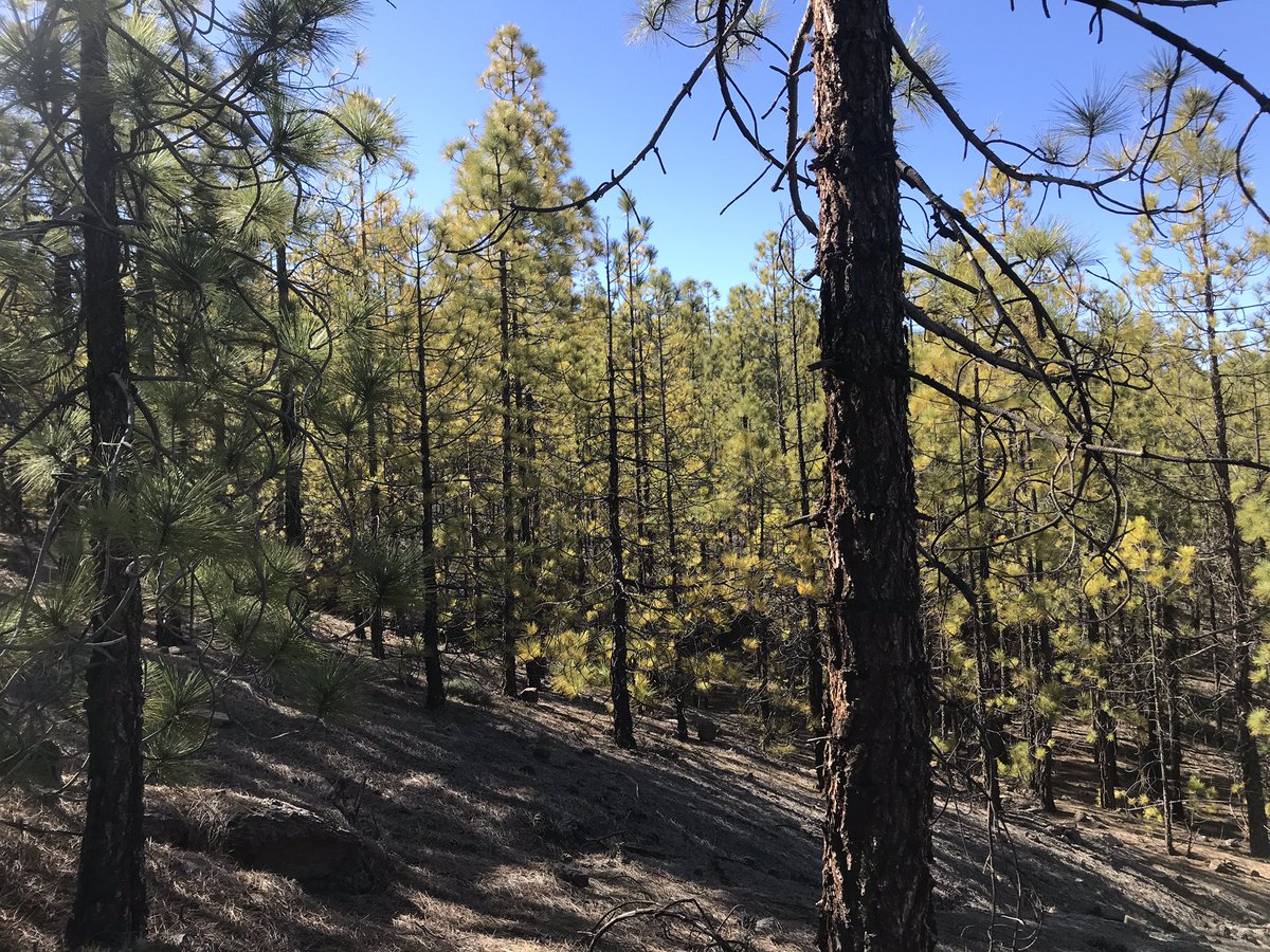 CollisonKim's tweet photo. Sun is still shining. Must be time for a hike with @AlienAlly. #taper #TeamRaidLight #Tenerife https://t.co/oOgl4NHs7d