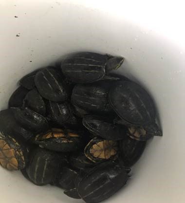 Not to be outdone by #Floridaman, a #FloridaWoman pulled this alligator out of her pants this morning during traffic stop after being asked the standard "Do you have anything else?" She also had 41 3-stripe turtles in the car. <a href="/MyFWC/">MyFWC</a> responded to take over the investigation.