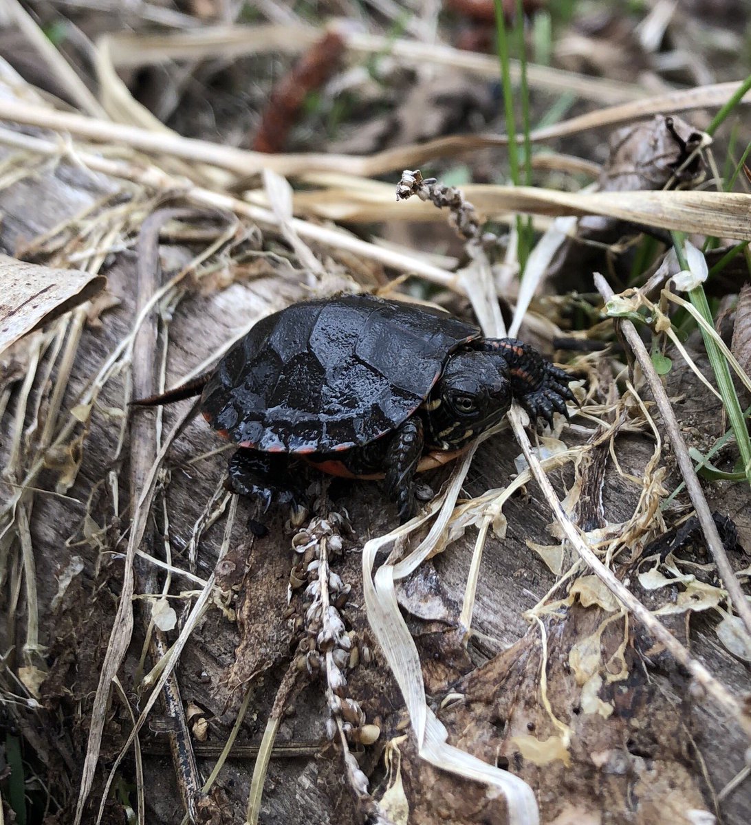 HushLodge's tweet photo. Nature walks are so much fun when you spy these little guys, first ones of the year!  #turtles #@OnHighlands @letsdiscoverON #comewander https://t.co/qB35euX0X1