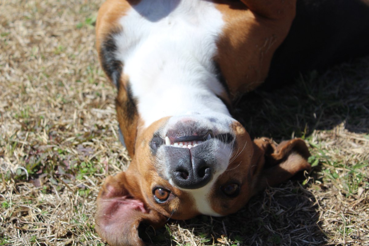 HSEC's tweet image. “Dogs, for a reason that can only be described as divine, have the ability to forgive, let go of the past, and live each day joyously. It’s something the rest of us strive for.” - Jennifer Skiff, The Divinity of Dogs: True Stories of Miracles Inspired by Man's Best Friend