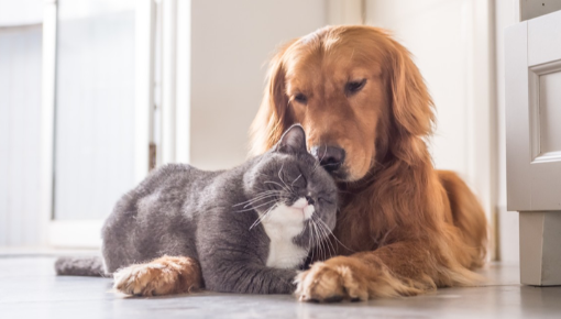 CentreVetes's tweet photo. Pour protéger votre animal et éviter qu’il ne contracte une maladie grave, il est possible de le vacciner dès ses premières semaines.
Afin d’assurer la protection de votre animal, un rappel de vaccination annuel est nécessaire. https://t.co/hI5msTQ5Kc