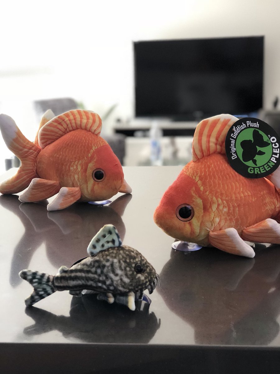 greenplecoplush's tweet photo. #aquamador #aquarismo #seachem #aquario #tidal #ampularias #ampularia #hobby #reef #aquariumfish #predatoryfish #fishhobby #o #guppys #poecilideos #guppy #cichlids #platy #corydoras #corydora #agulhinhaprata #boyu #almofarista #monstertank #tropicalfish #monsterfishkeeper #mundo https://t.co/8af6nNU5sD