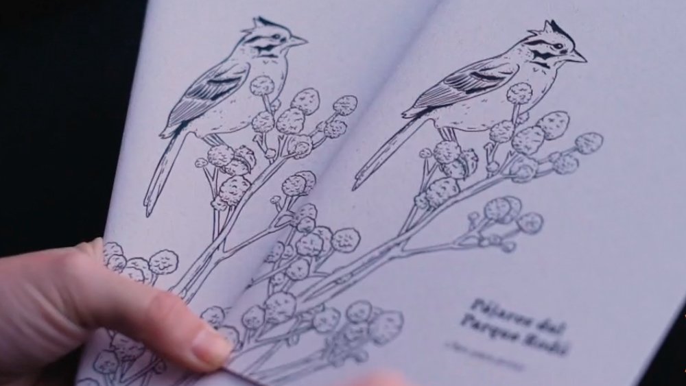 Las aves del Parque Rodó: un libro para colorear recoge la biodiversidad del lugar

➡teledoce.com/programas/tard…