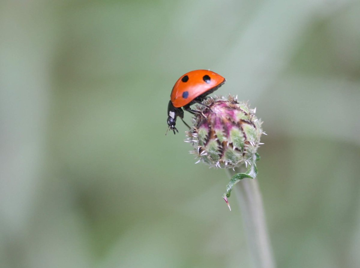 Elphaba117's tweet photo. Phoebs “rescued” a ladybug, and she named him Mr. Spots. We decided it would be good for him to have a home among our wildflowers.
#ladybug #kids #petbug #ladybuggirl https://t.co/XE093tsm1Q