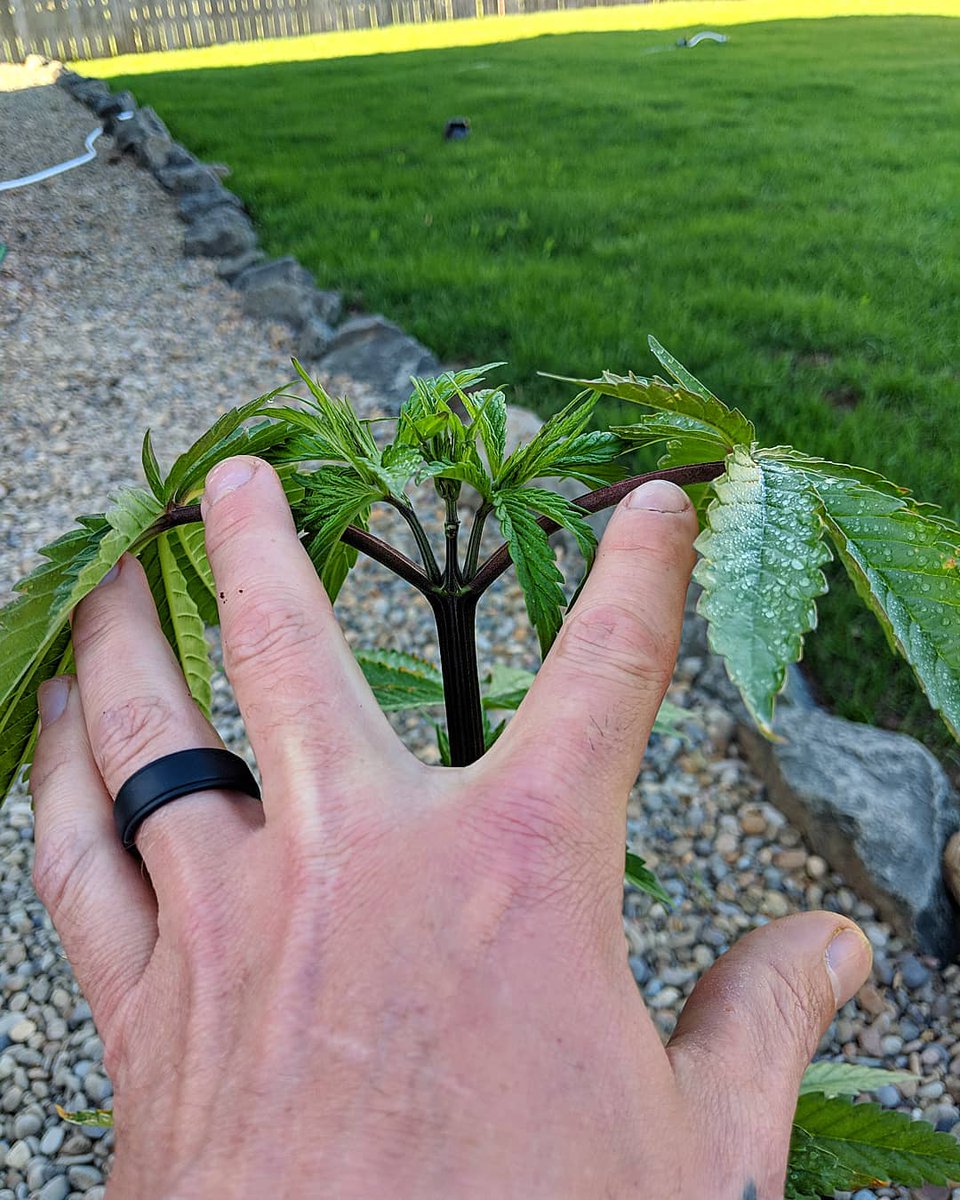 Topped this Purple Satellite pure Sativa hybrid and the plant said NOPE! 🤣🤣🤣🤣
#marijuana #marijuanagrowers #diy #cannabiscommunity #cannabis #hemp #legalgrow #legalgrower #indoorgarden #indoorgrower #oregongrowerscup