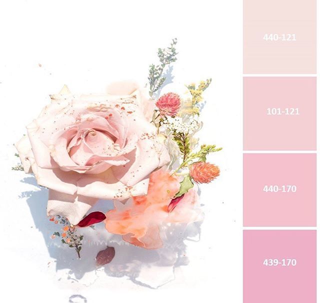 thecoloratlas's tweet photo. Todayโs subtle color story is soft and light. Create your endless color story with our Color Atlas library providing 4,320 colors!
#coloratlas #archroma #colors_of_the_day #dreamincolor #colorfull #curate #design #colorpalette https://t.co/ybOlfkwF8v https://t.co/fqlaROCRWI