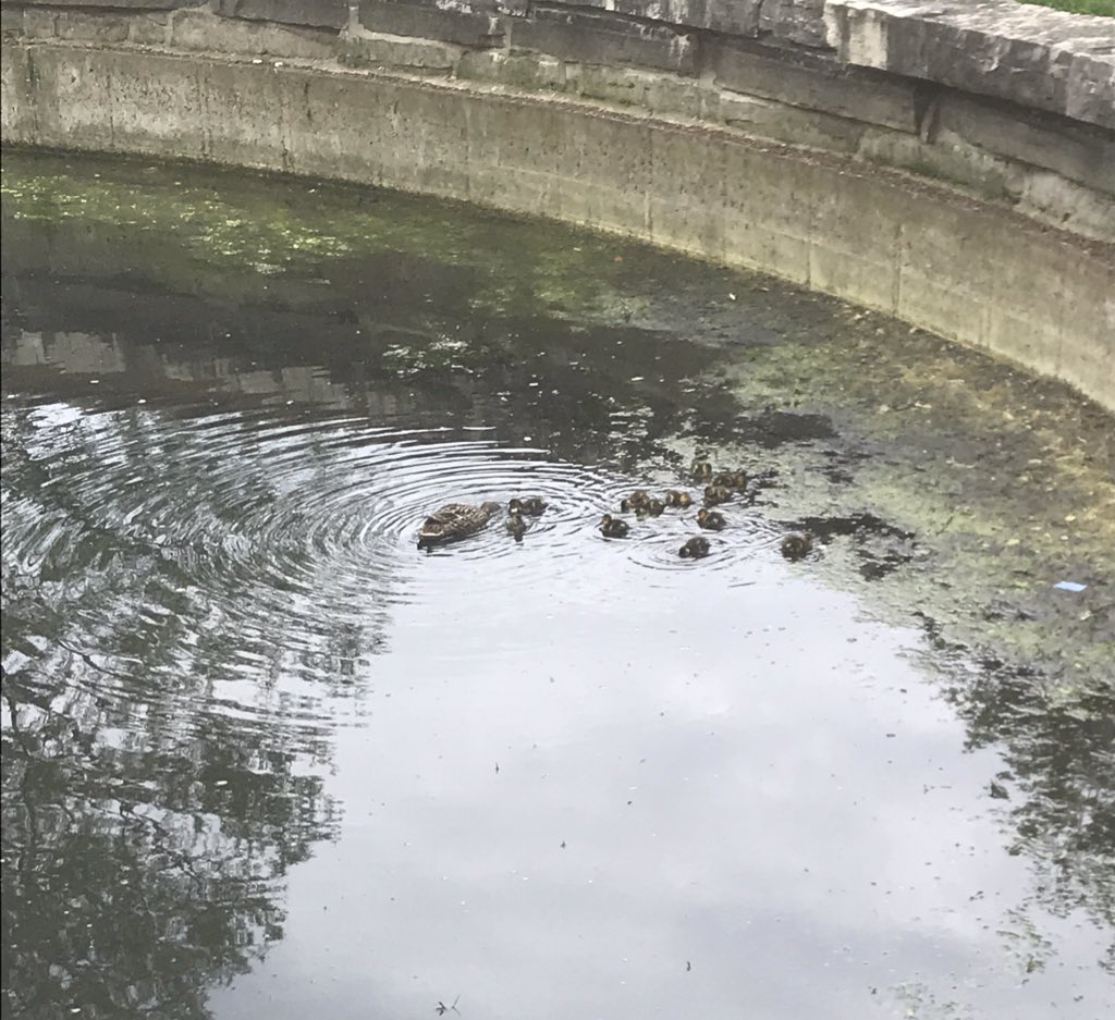 Enterprise_HRIS's tweet photo. Spring has sprung here in beautiful Clayton! We decided that HRIS is the big duck. ; ) https://t.co/lSc1rZO8s0