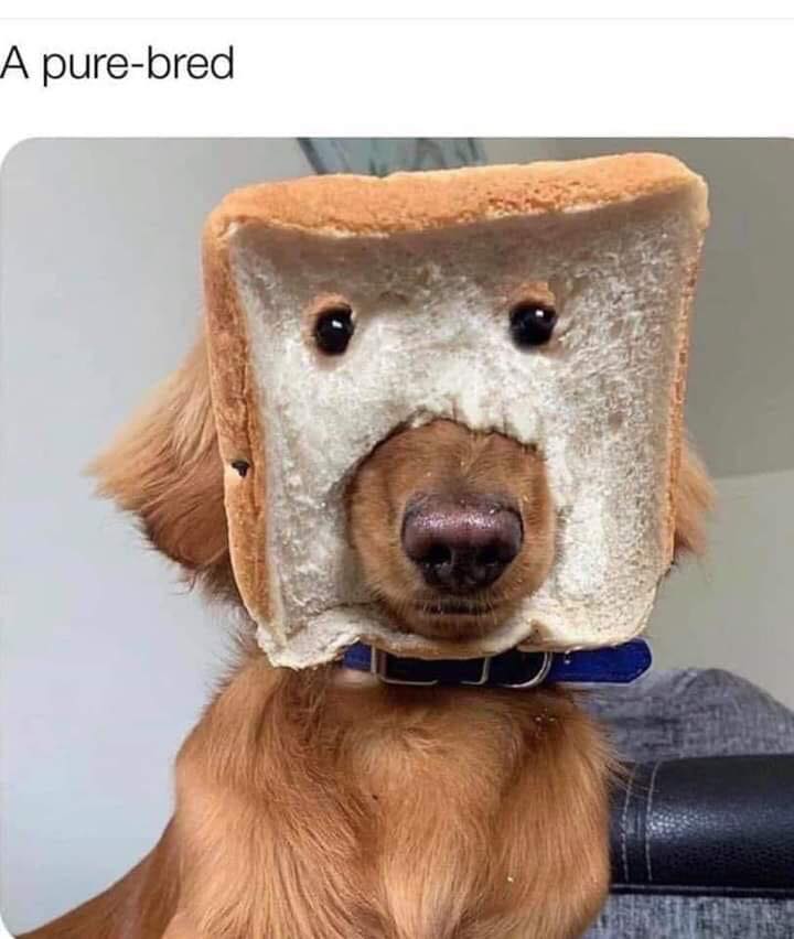 DogsExtreme's tweet photo. #extremedogs #dogpun #googledogshow #dogshow #petexpo #halftimeshows #doghalftimeshows #trickdogs #dockdiving #dogagility #worldchampiondogs #dreamteamdogs #arenadogshow #fundraiserideas #communityevent #eventplanners #corporateevents #fusiontalentgroup #dogsforhire #animalrescue https://t.co/rkZsCpbUuD